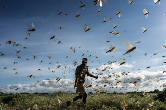Locust Swarms Could Expand Their Range in a Hotter, Stormier World