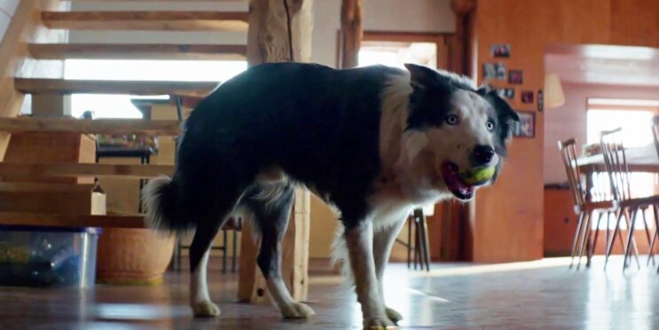 One Of The Best Performances From Oscars 2024 Nominated Movies Is From A Dog (Yes, Really)