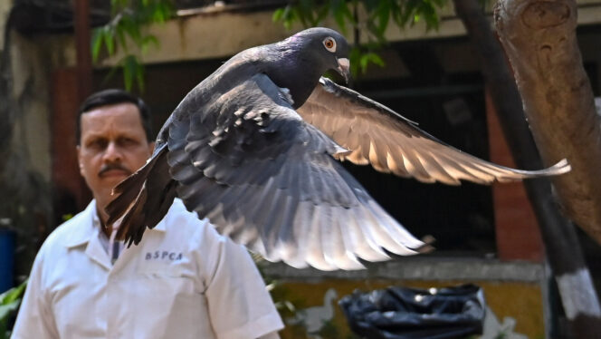 Pigeon Suspected of Being Chinese Spy Released After 8 Months in Captivity