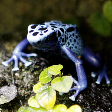 Poison Frogs Have a Strange Behavior That Scientists Seek to Explain