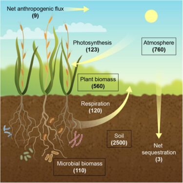 The right bacteria turn farms into carbon sinks