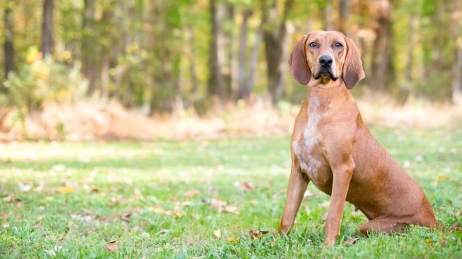 Your Dog’s Diarrhea Might Be Riddled with Superbugs