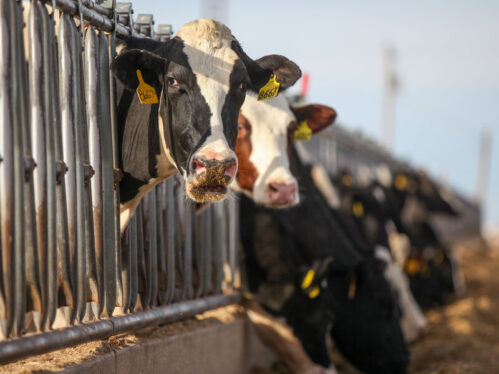 Bird Flu Spreads to Dairy Cows