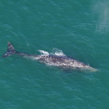 Gray Whale, Long Absent From the Atlantic, Is Spotted Off Massachusetts