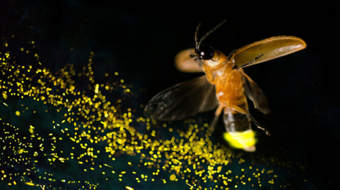 How did evolution produce a firefly?
