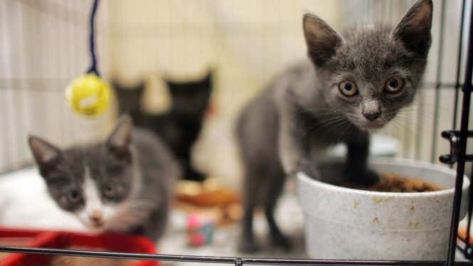 Kitten Season Is a ‘Natural Disaster’ That’s Only Getting Worse