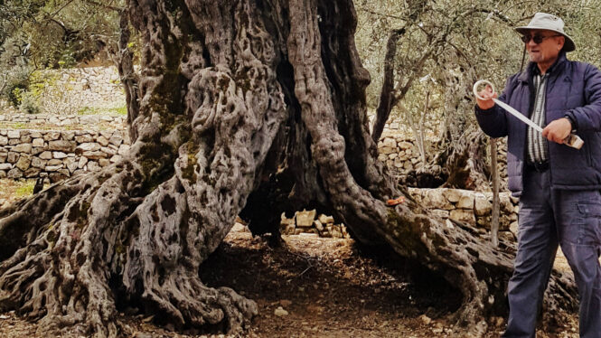 Olive Tree in Lebanon May Be Oldest in the World