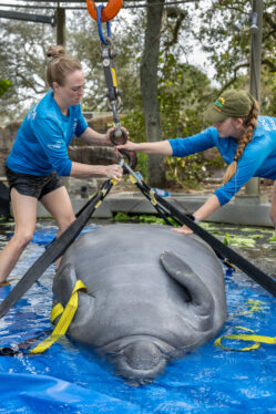 Orphaned Manatees Return to the Wild After 3 Years of Rehab