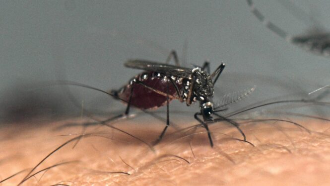 Puerto Rico declares public health emergency as dengue cases rise