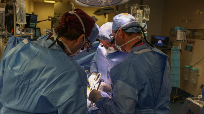 Surgeons Transplant Pig Kidney Into a Patient, a Medical Milestone