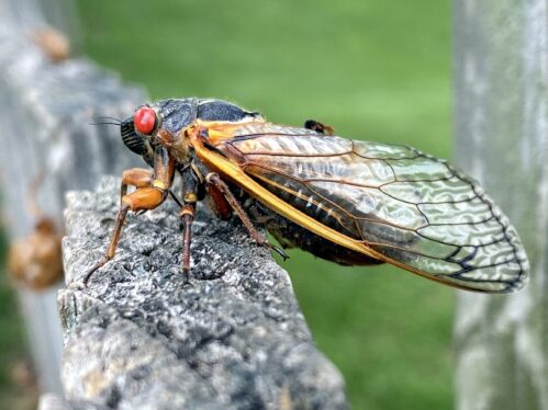 The entire state of Illinois is going to be crawling with cicadas