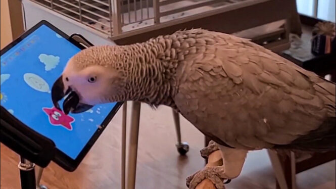 These Mobile Games are For the Birds