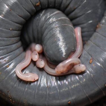 Worm-Like Caecilian Moms Make Milk for Their Babies