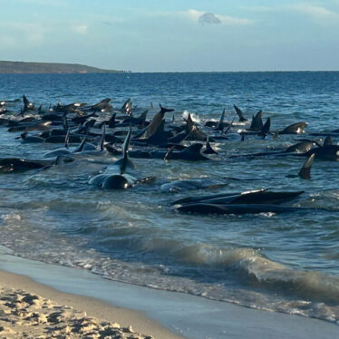 100 Pilot Whales Are Rescued After Mass Stranding in Australia