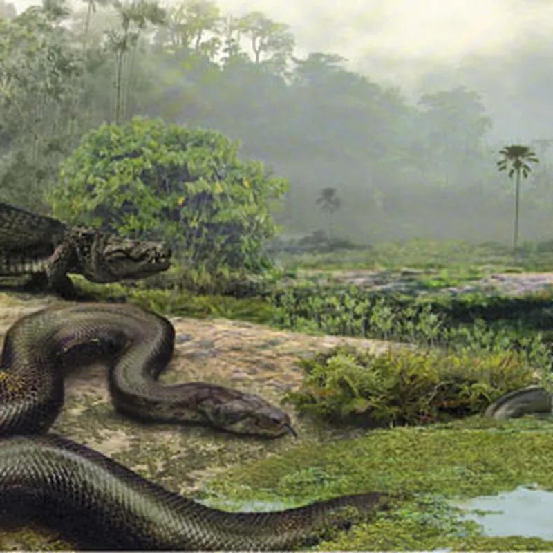 50-Foot-Long Fossil Snake May Be the Largest That Ever Lived