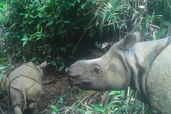 Critically Endangered Javan Rhino Calf Spotted in the Wild