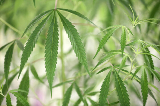 DEA to reclassify marijuana as a lower-risk drug, reports say