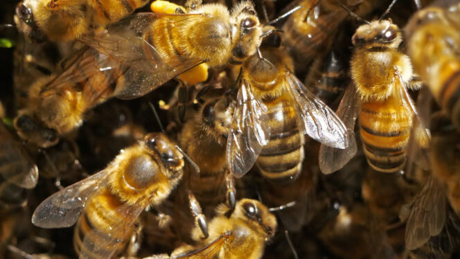 Honeybees Don’t Need Saving, I Learned When They Invaded My House