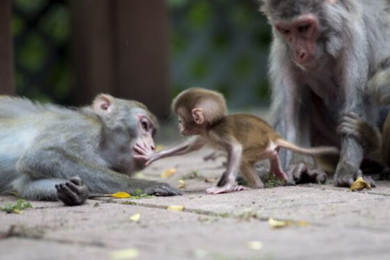 Hong Kong monkey encounter lands man in ICU with rare, deadly virus