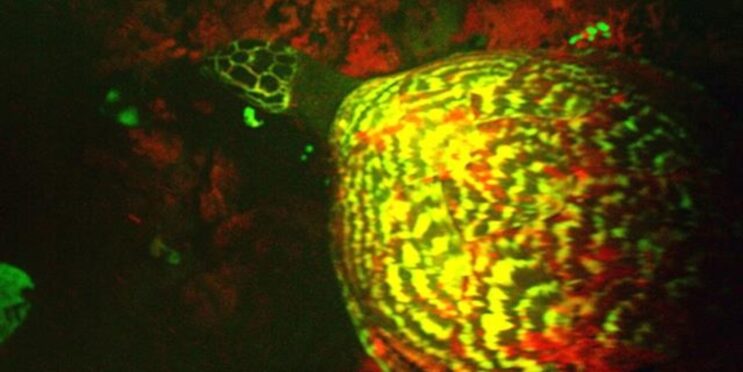 In Coral Fossils, Searching for the First Glow of Bioluminescence