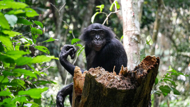 No ‘Hippie Ape’: Bonobos Are Often Aggressive, Study Finds