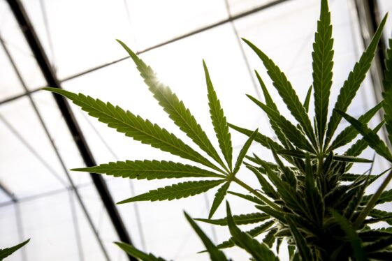 Report: DEA Plans to Reclassify Cannabis as Less Dangerous