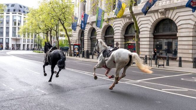 Rush hour chaos in London as 5 military horses get spooked, run amok