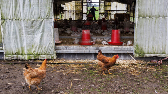A Cruel Way to Control Bird Flu? Poultry Giants Cull and Cash In.