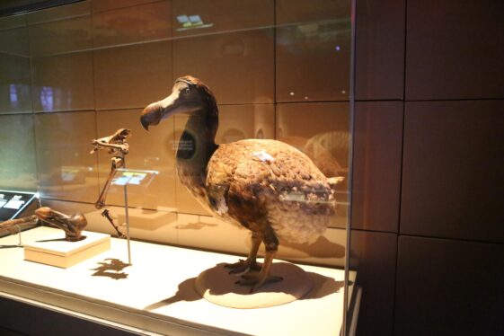 What It Will Take to Create 21st-Century Mammoths, Dodos, and Thylacines