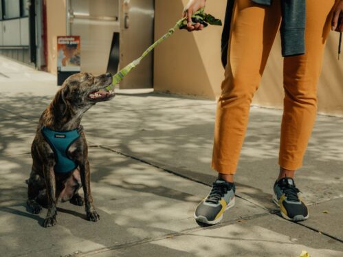 Zappos Just Launched Dog Walking-Approved Shoes With Rover: Shop the Collection Here