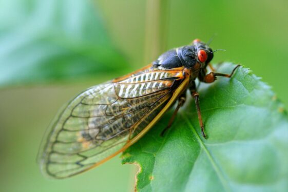 Afraid of Cicadas? This Entomologist Wants to Change That.