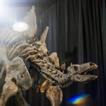Apex, the Largest Stegosaurus Fossil Ever Found, Heads to Auction