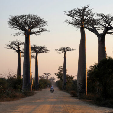 Baobab Trees Had a Strange Evolutionary Journey