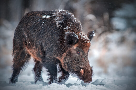 Canada’s Wild ‘Super Pigs’ Are About to Invade America