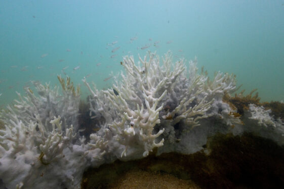 Heat Stress Is Hitting Caribbean Reefs Earlier Than Ever This Year