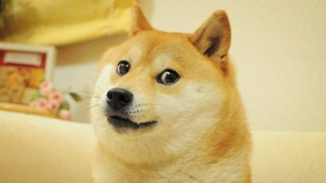 Kabosu, Shiba Inu Dog Who Helped Define the Doge Meme, Dies at 18