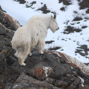 Mountain Goats Are Not Avalanche-Proof