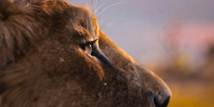 Mufasa’s Lion King Prequel Story Will Make You Root For The Wrong Character