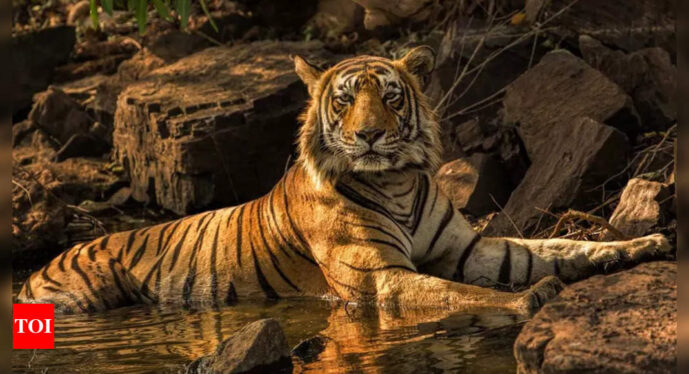 NASA Is Helping Protect Tigers, Jaguars, and Elephants. Here’s How.