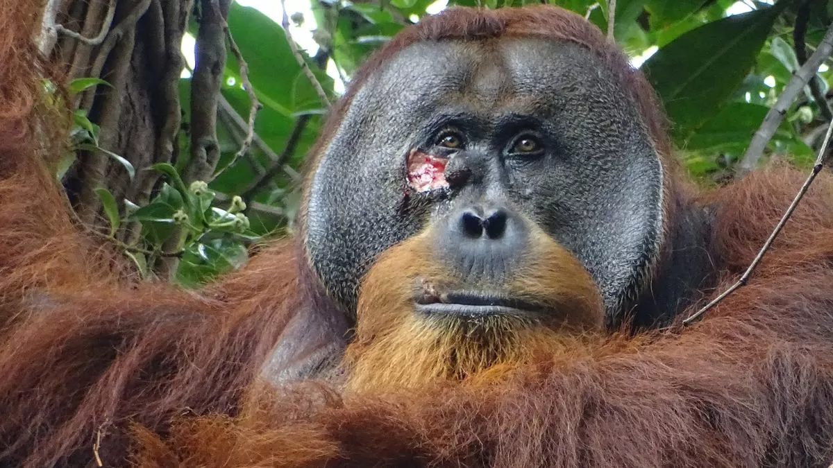 Orangutan Seen Healing His Facial Wound With Medicinal Plant