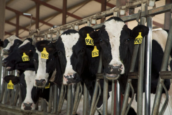 Second human case of bird flu linked to cows found—via text messages