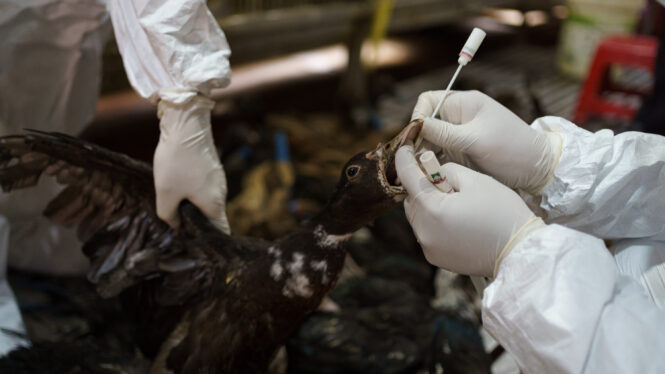 The Disease Detectives Trying to Keep the World Safe From Bird Flu