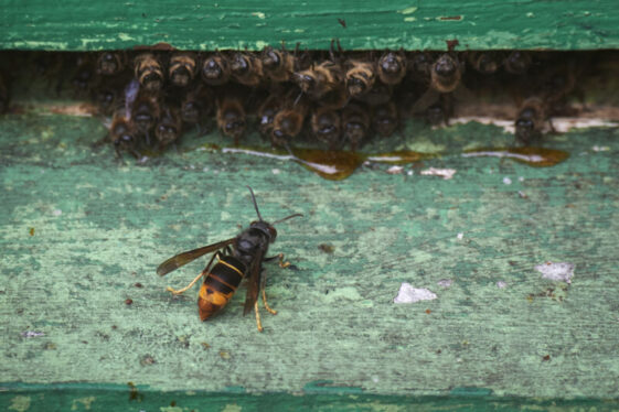 The hornet has landed: Scientists combat new honeybee killer in US