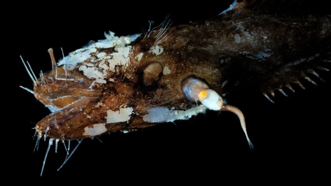 Unconventional Sex Let Anglerfish Conquer the Deep Ocean