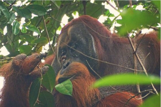 Wild Orangutan Observed Using First Aid on a Wound in a Scientific First