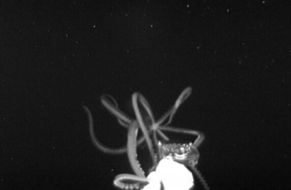 Wild Video Shows Deep-Sea Squid Using Its ‘Headlights’ to Attack Camera
