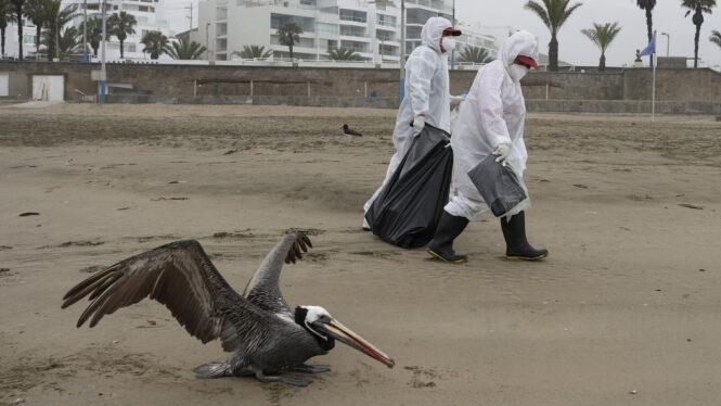 A Bird-Flu Pandemic in People? Here’s What It Might Look Like.