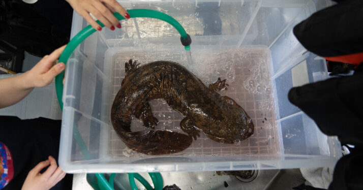 A Tale of Two Nearly Extinct Giant Salamanders
