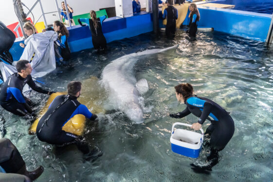 Beluga Whales Are Rescued From Ukrainian War Zone to New Home in Spain