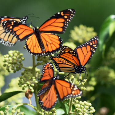 Butterflies Are in Decline. New Research Points to Insecticides.